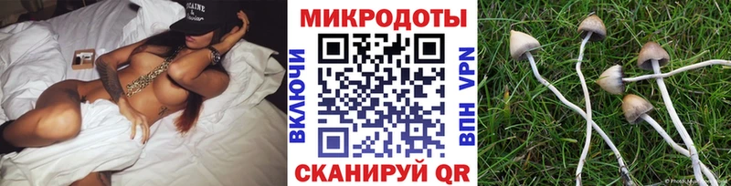 Псилоцибиновые грибы Psilocybe  Мурманск 